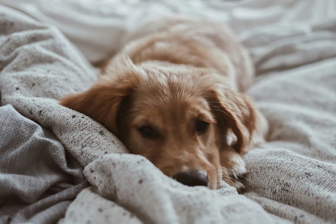 Fjerne hundetiss