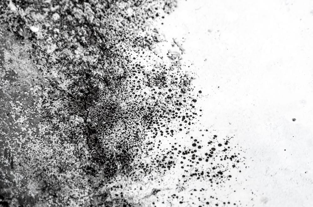 fjerne mugg og jordslag